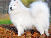 Внешний вид самоедских собак