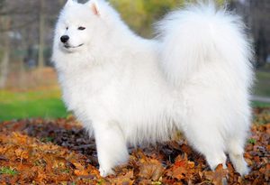 Внешний вид самоедских собак
