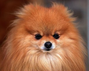 Померанский шпиц