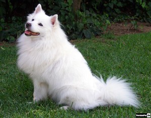 Американский эскимосский шпиц
