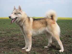 Внешний вид сибирской лайки