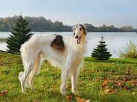 Русская борзая-уход