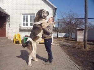 Характеристика породы
