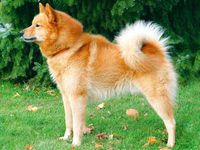 Содержание лайки