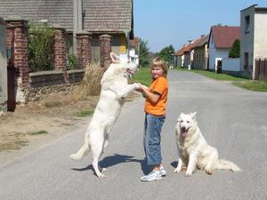 Описание породы швейцарской белой