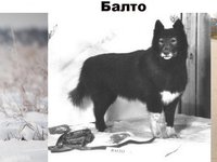 Виды собаки хаски
