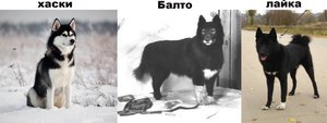 Виды собаки хаски
