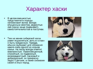 Порода собаки хаски