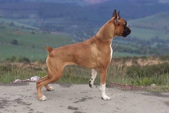 Боксер (немецкий)