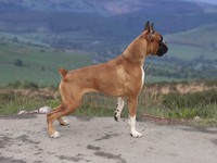 Боксер (немецкий)