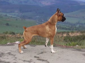 Боксер (немецкий)