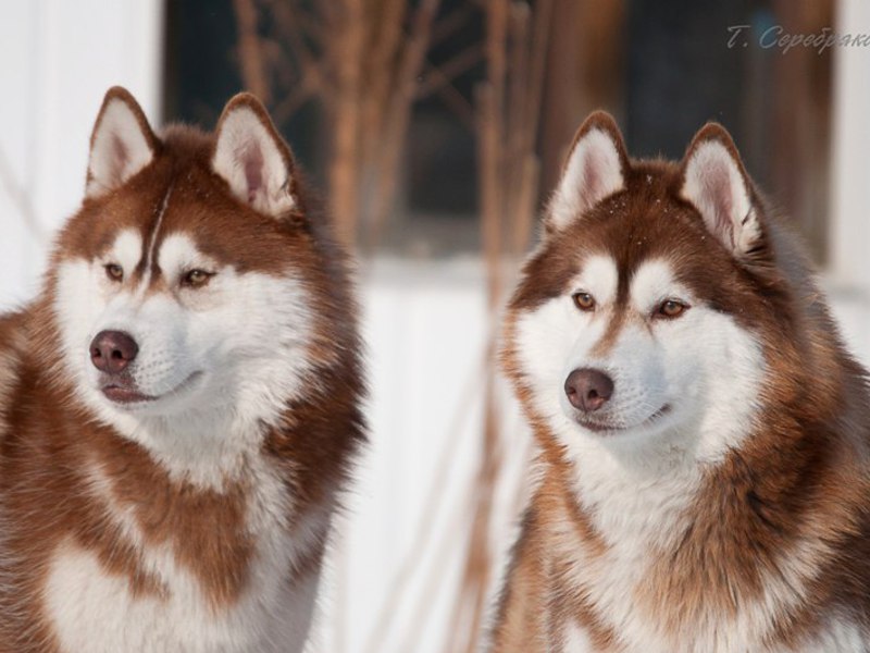 Хаски шоколадного цвета
