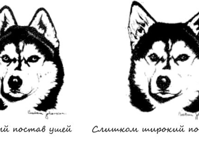 Уши хаски 