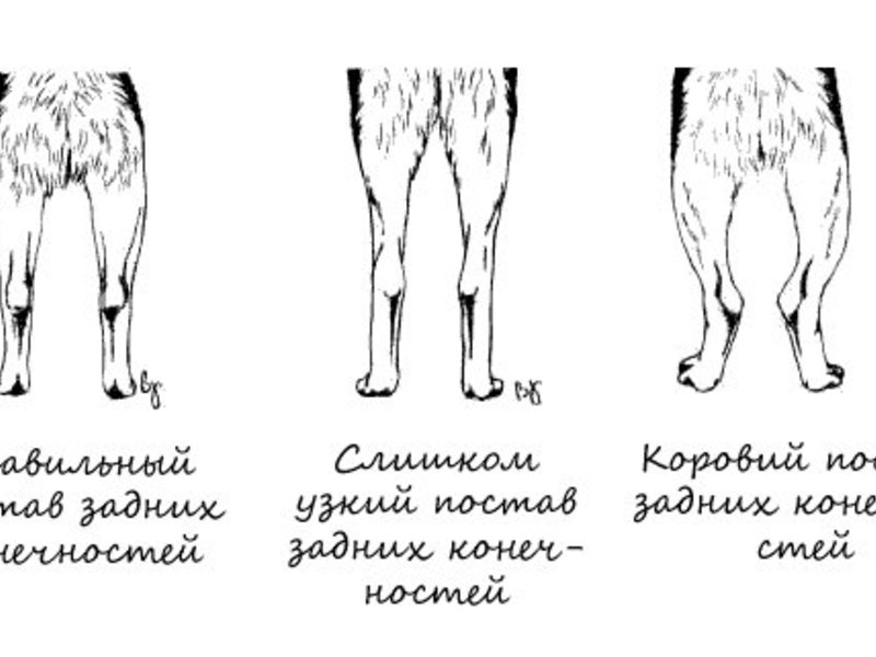 Задние лапы хаски