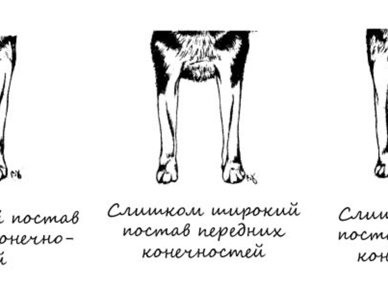 Передние лапы хаски