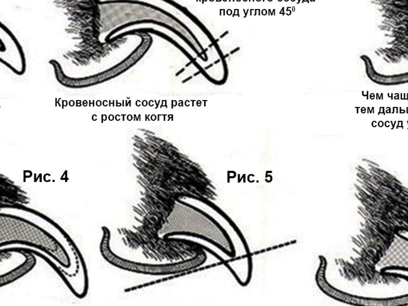 Стрижка когтей хаски