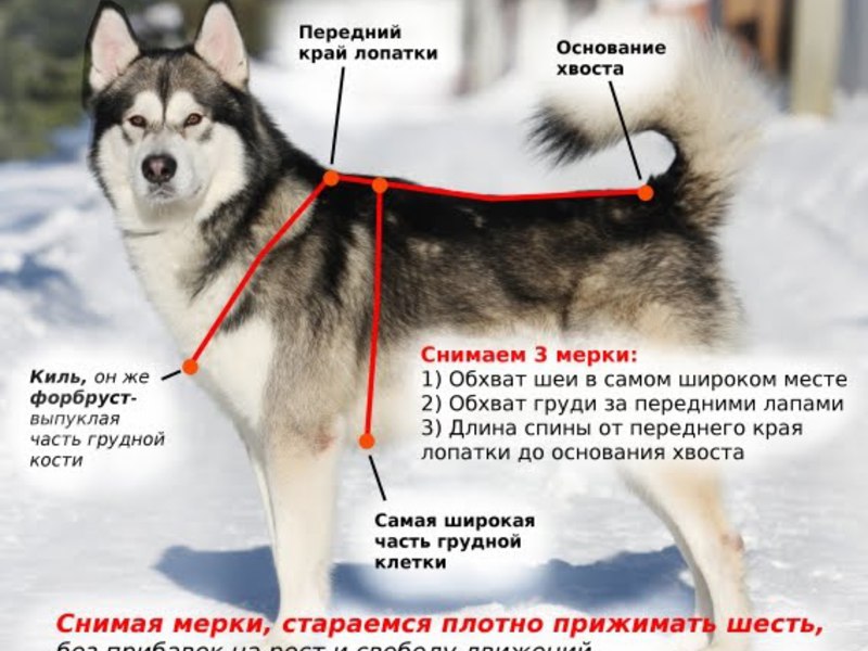 Подбор упряжки для хаски