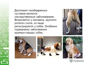 Степени дисплазии сустава у собак