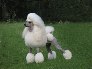 Собака породы королевский пудель на прогулке