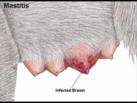 Проявление мастита у собаки