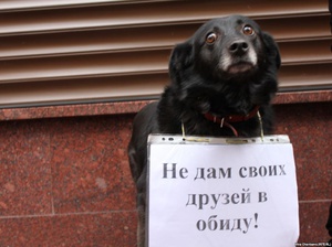 Зачем усыпляют собак - причины и возможности избежать этого