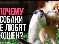 Кошки и собаки - почему между ними вражда