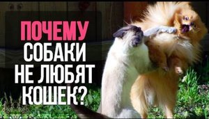 Кошки и собаки - почему между ними вражда