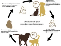 Что такое дирофиляриоз у собак