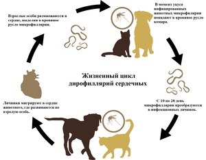 Что такое дирофиляриоз у собак