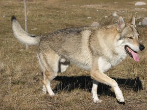 Собаки похожие на волков