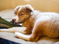 Обучение щенка командам