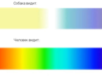 Как видит человек и собака