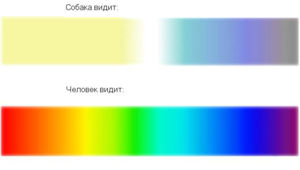 Как видит человек и собака