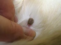Клещ у домашнего кота