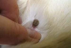 Клещ у домашнего кота 