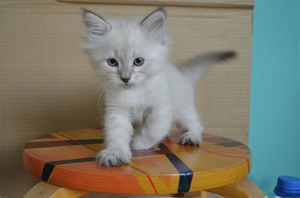 Как кормить кошку