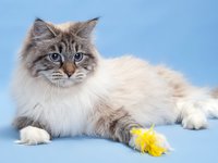 Уход за кошкой
