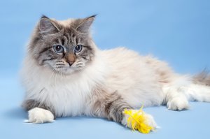 Уход за кошкой