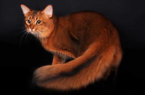 Как выглядит сомалийская кошка