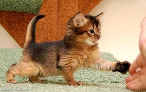 Сомалийский котенок