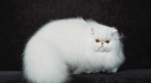 Белоснежная персидская кошка Пушистая персидская кошка