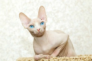 Сфинкс Белый кот породы сфинкс
