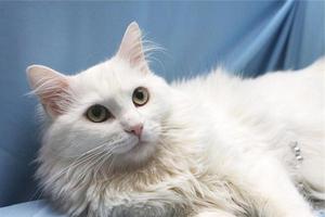 Русская белая кошка
