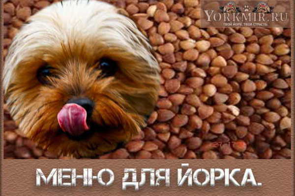 Питание йорка