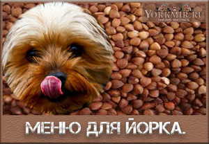 Питание йорка