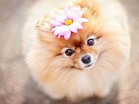 Самые милые собачки