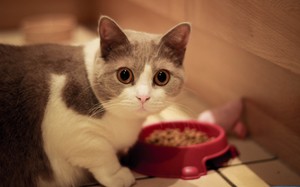 Кошка манчкин кушает