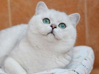 Порода кошки британская шиншилла
