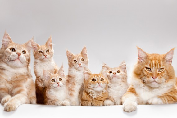 Кошки с котятам