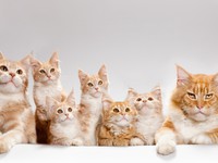 Кошки с котятам